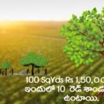 Sandalwood Plantation