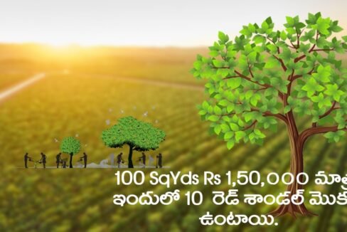 Sandalwood Plantation