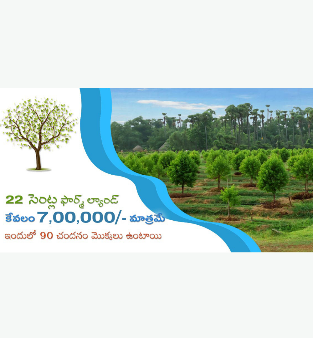 22 Cents Sandalwood Plantation 7 Lakhs Only in Prakasam District